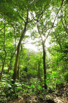 Green forest with ray