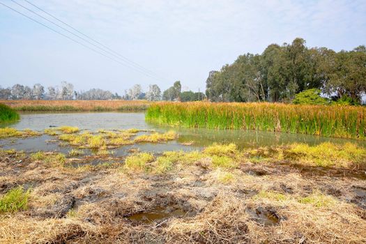 Wetland