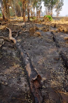 forest after fire