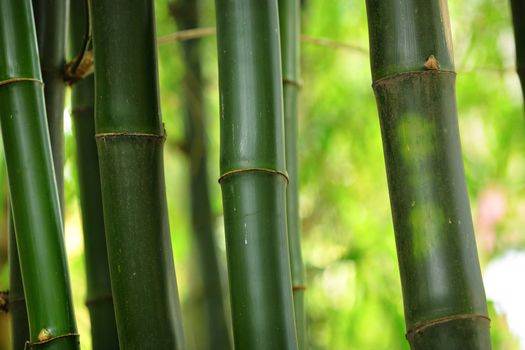bamboo