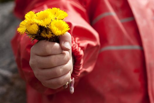 Child holding a bouquet of the first spring flowers