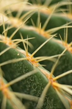 cactus close up