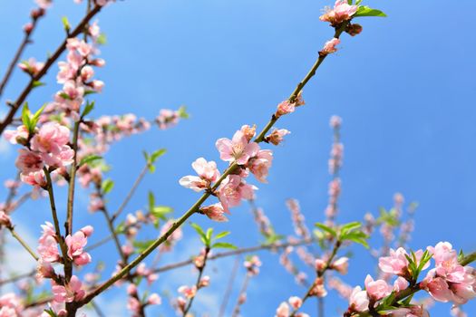 sakura japanese cherry blossoms