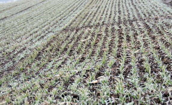 Field of frozen new wheat. 