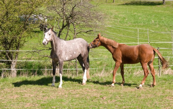 
Gray dapple horses go to pasture.
