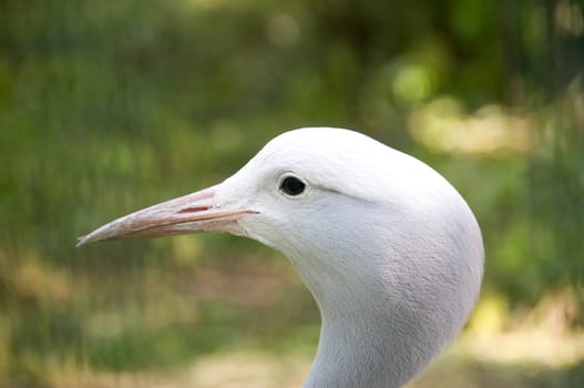 Stanley crane (Anthropoides paradiesea).