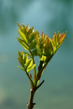 a sprout at spring time outside at a lake