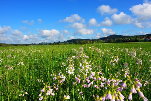 a beautiful summer landscape on a sunny day