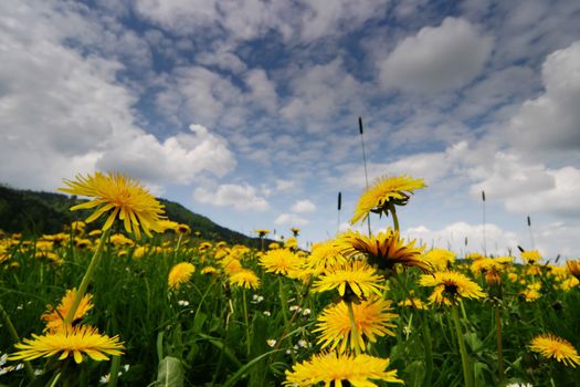 Springflowers in a Field shallow DOF against sky