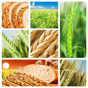 Collage of wheat and wheat products