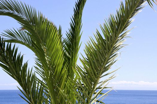 palm tree close up with tropical sea and sky background