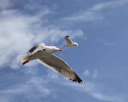 two flying herring gull on a blue sky background