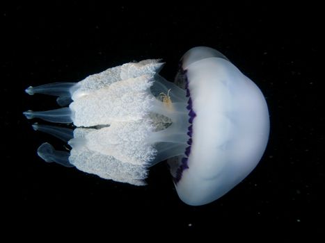 "Rhizostoma Pulmo" Jellyfish. A crab is also visible on it. Shotted in the wild, nighttime.