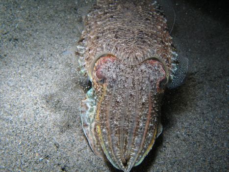 Cuttlefish. Shotted in the wild, nighttime.