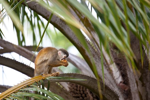 Squirrelmonkey in  a palmtree snacking on a palmnut