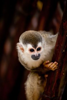 Young squirrelmonkey peering curiously at what is going on