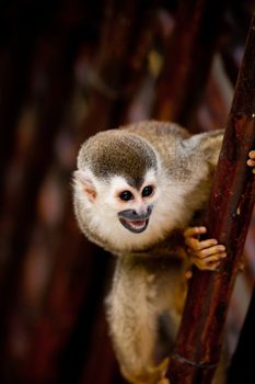 Cute squirrel monkey screaming with it's mouth open