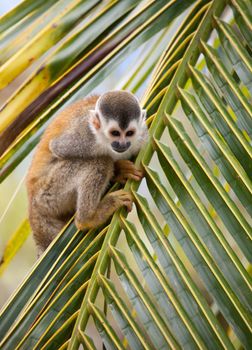 Squirrel monkey on a leave of a palm tree