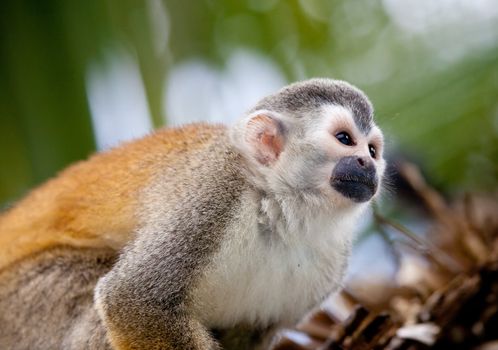Closeup portrait of a squirrel monkey outdoors in the wild