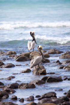 Brown pelicans (pelecanus occidentalis) sitting by the edge of the sea