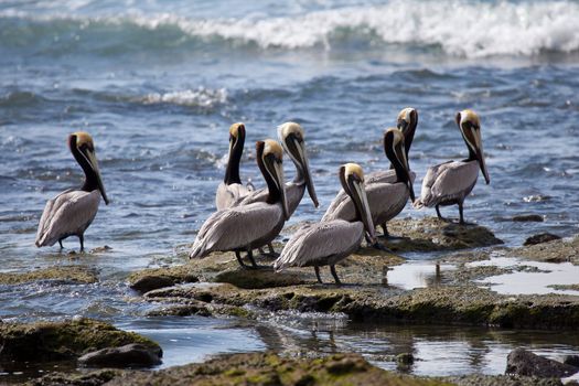 Brown pelicans (pelecanus occidentalis) sitting by the edge of the sea