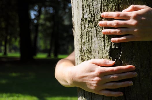 ecology eco or natore conservation concept with hand embracing a tree