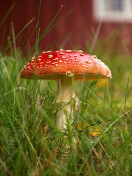 TOADSTOOL IN THE GRASS