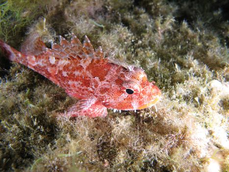 "Scorpaena Notata", a kind of Scorpion fish.  Shotted in the wild.