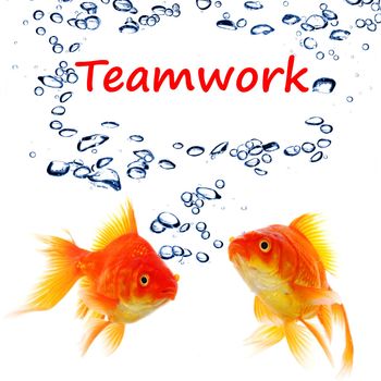 teamwork or team concept with word and goldfish on white