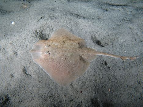 Raya Clavata on the sand also known as Thornback Ray (USA - England) or Raye ouclèe (France) or Raya de Clavos (Espagna). Shotted in the wild nighttime.