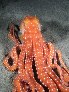 Octopus Macropus on the sand. Shotted in the wild, nighttime.