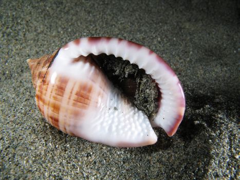 Living Shell on the sand. Shotted underwater in the wild, nighttime.