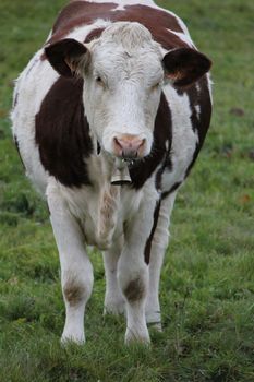 cow white and brown