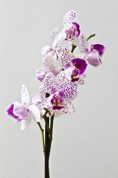 Fresh orchid isolated on white background