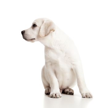 Beautiful labrador retriever cream puppy isolated on white background