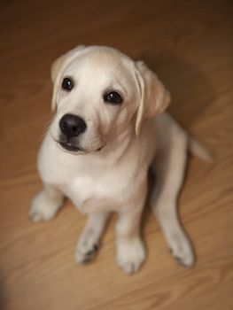 Top view of a labrador retriever puppy sitting on the floor