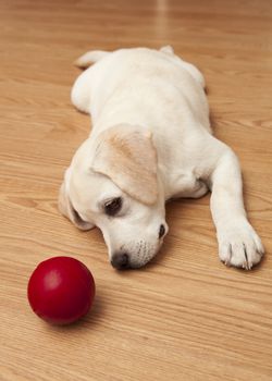 Labrador retriever puppy lying on the floor and playing with a red ball