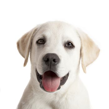 Beautiful portrait of a labrador retriever puppy with tongue out, isolated on white