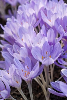 Blooming purple crocus flowers
