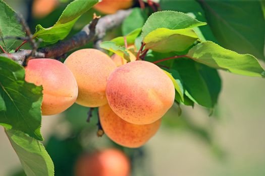 Ripe apricot on a tree branch.Horizontal image.