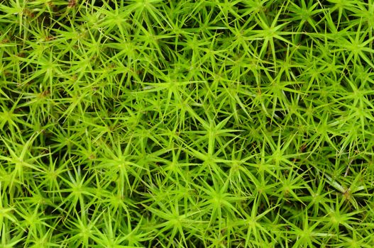 Close-up of princess pine groundcover