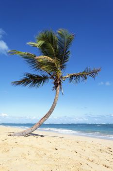 coconut tree on a beach with blue sky
