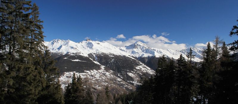 View of the Alps behind fir trees by beautiful sunny winter day, Switzerland