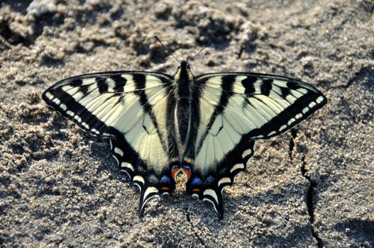 Swallowtail Butterfly on River Sandbar