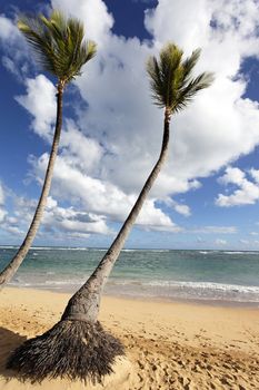beautiful caribbean beach with two palm trees in summer