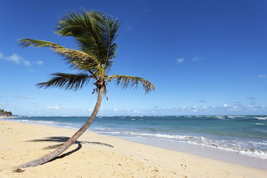 coconut tree on a beach with ocean and sky