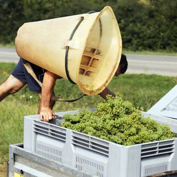 farmer harvesting grapes during the harvest in France