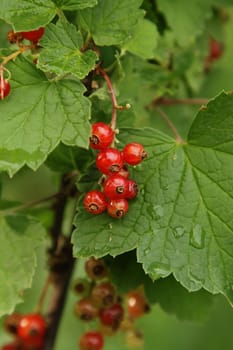 Branch of red currant in the garden