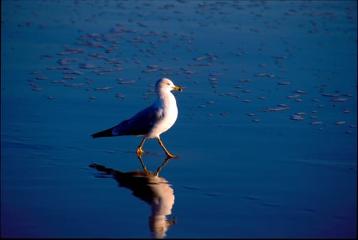 The California Gull Larus californicus is a medium-sized gull