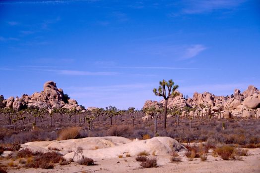 Joshua Tree National Park is located in south-eastern California